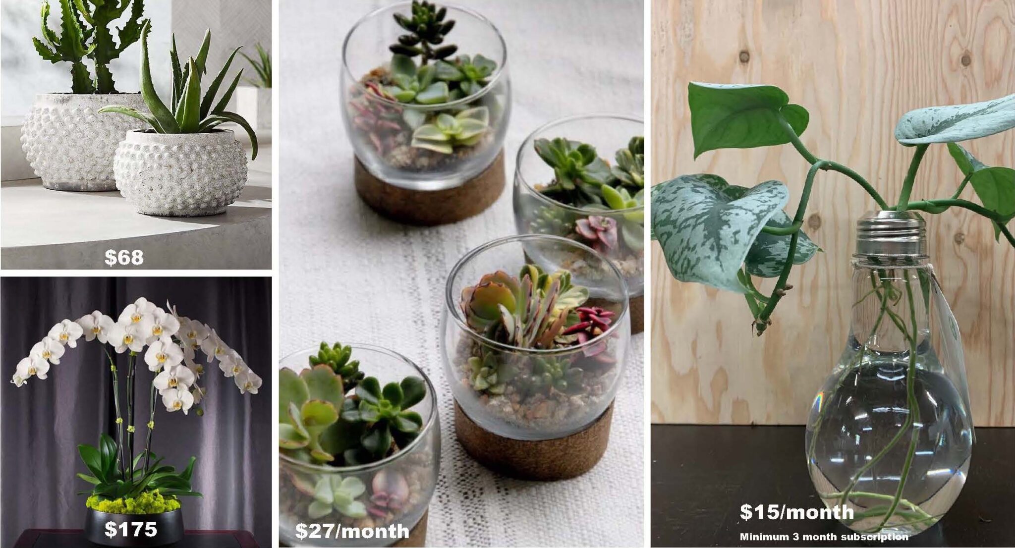Shop - Seattle Plant Company