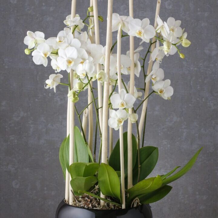 orchid arrangement