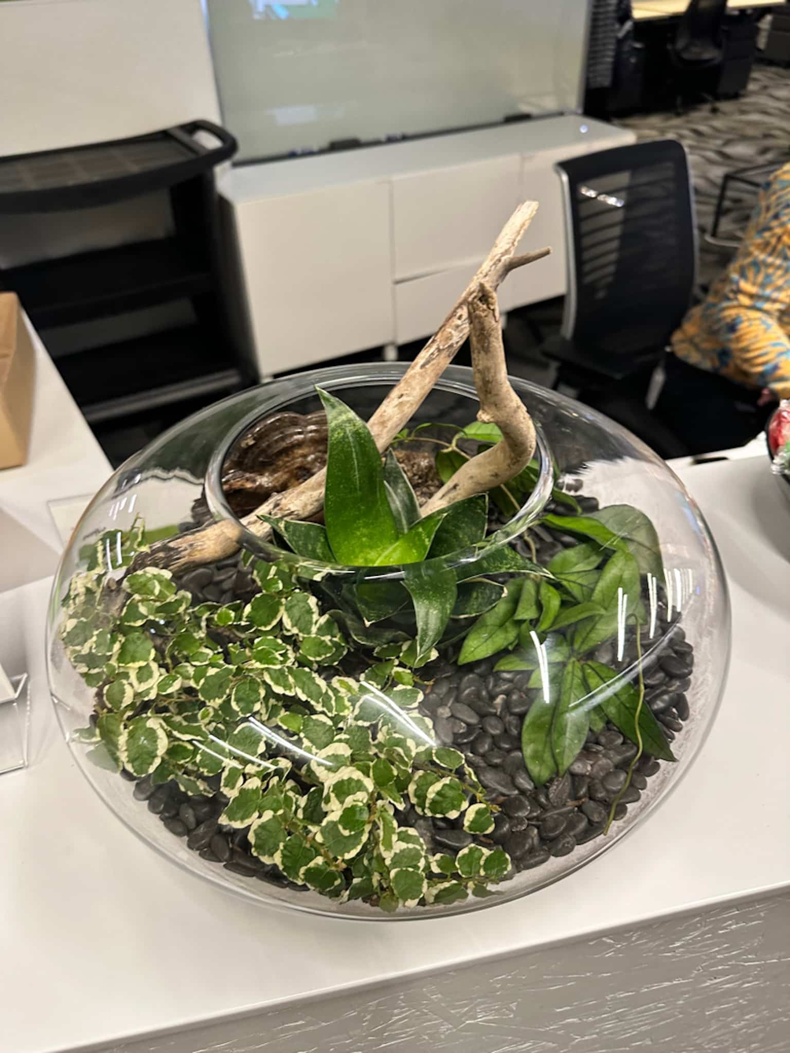 A round glass terrarium with hoya plants, variegated creeping fig, and black river rocks for a clean desk accent.