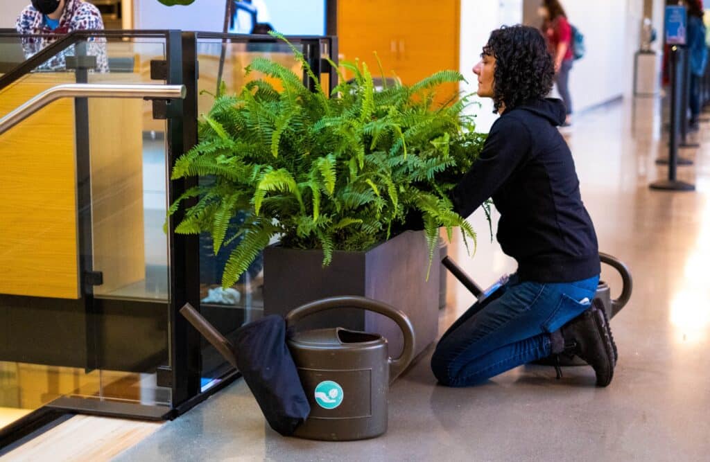 Technician tending to orchid arrangement in senior living lobby