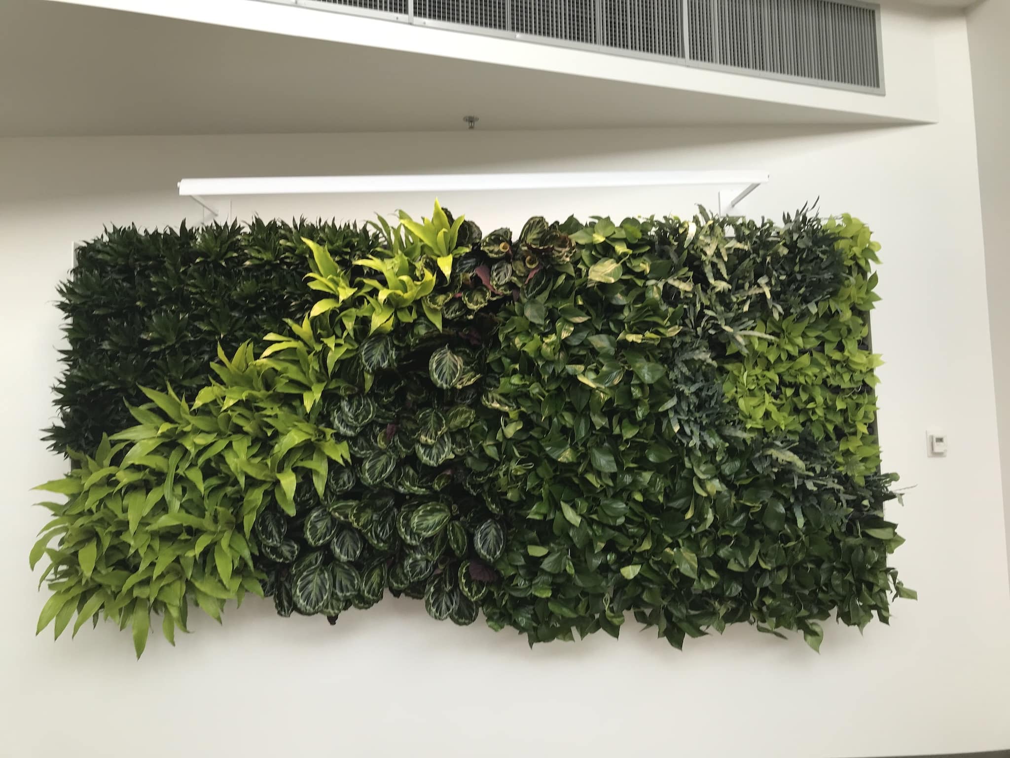 Indoor living wall featuring diverse green plant textures on white background