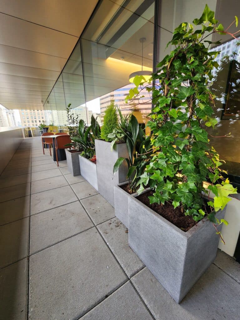 Modern concrete planters with ivy and foliage along an urban outdoor corridor.
