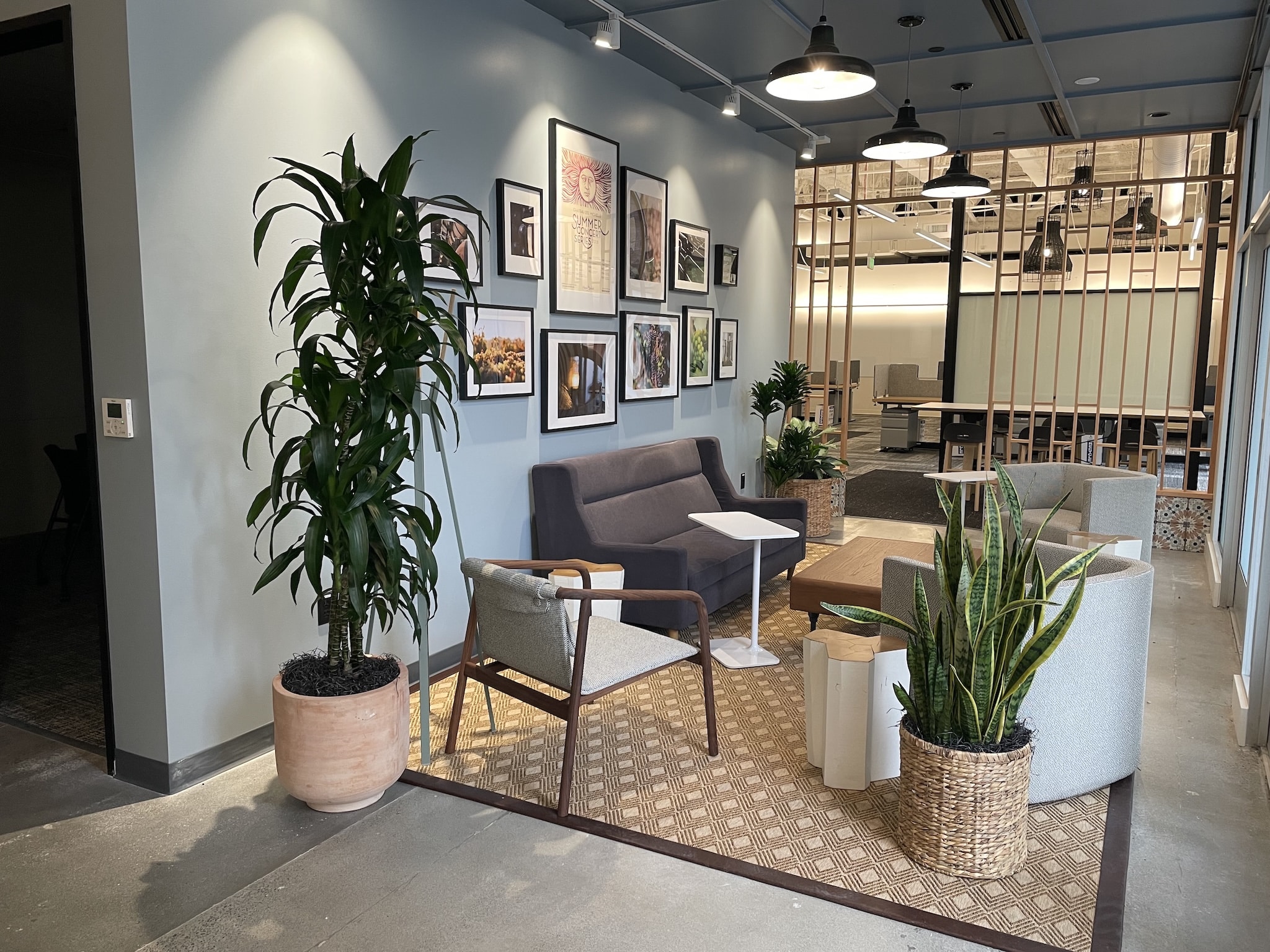 A prominent indoor plant, identified as a large Dracaena, possibly a Dracaena fragrans or Dracaena reflexa, adding height and natural beauty to an interior space.