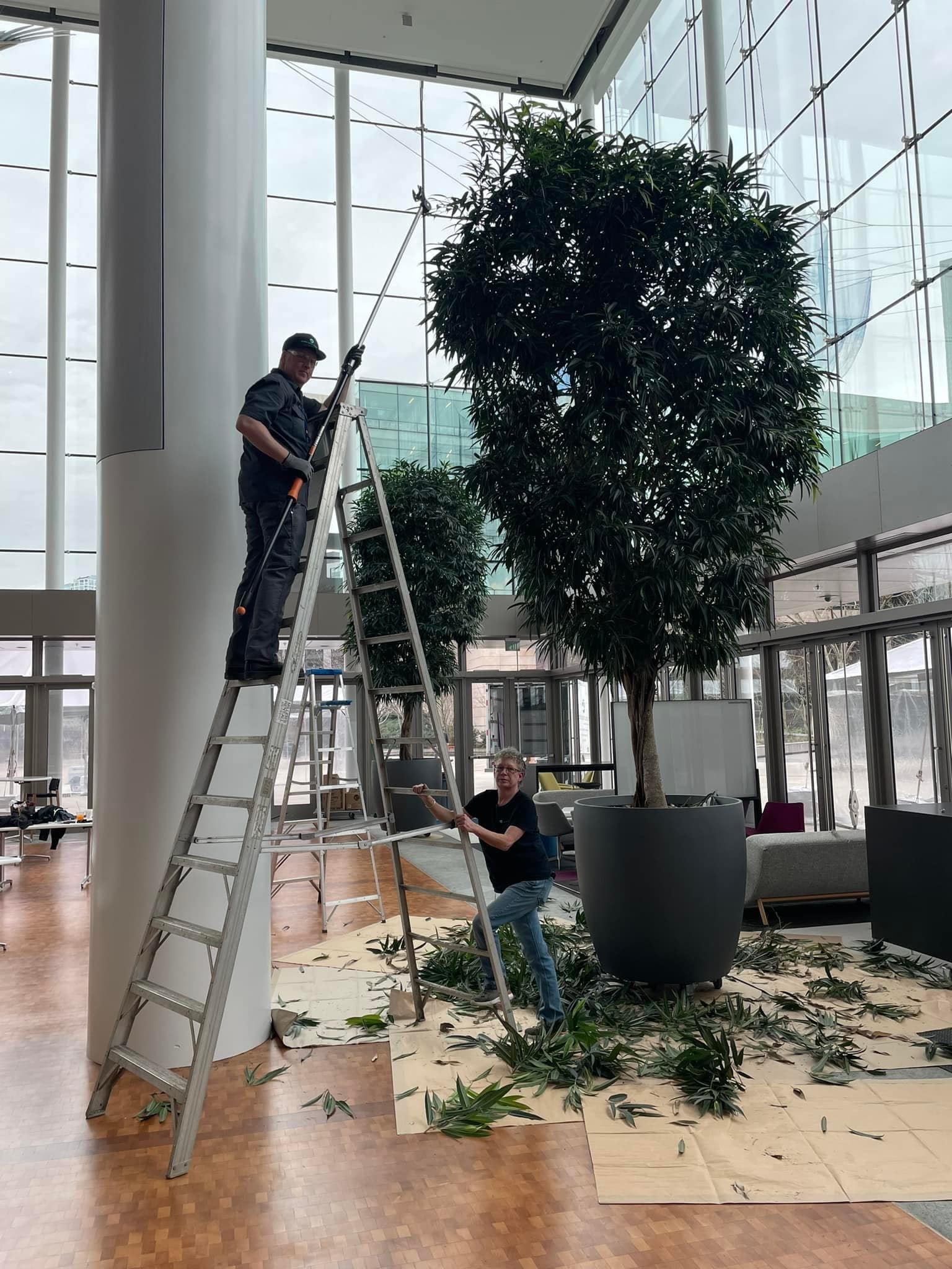 Team pruning tall indoor tree using ladder in modern commercial lobby