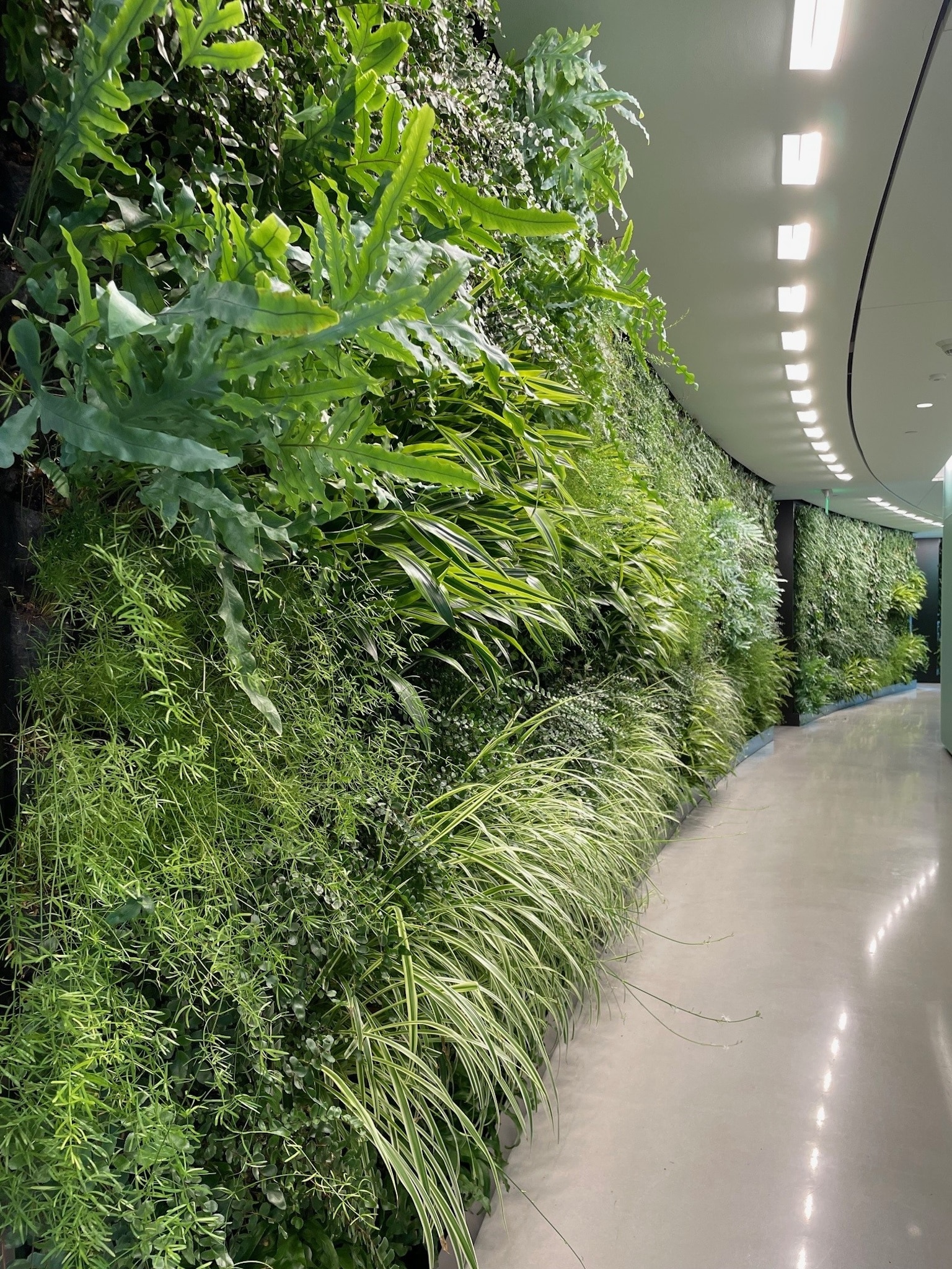 indoor plant wall in curved hallway with dense greenery and tropical species