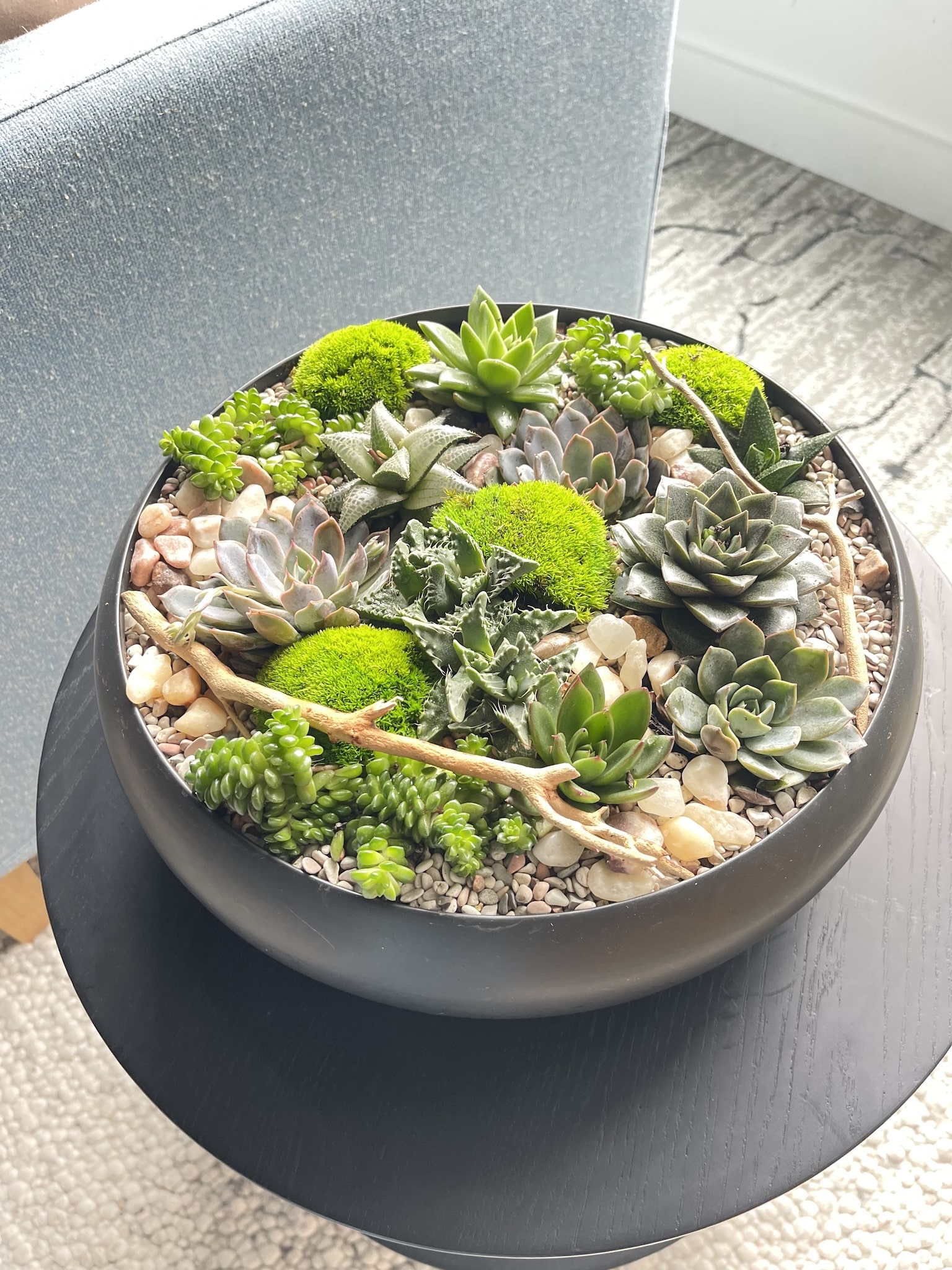 Lush succulent centerpiece featuring echeveria and sedum for indoor decor