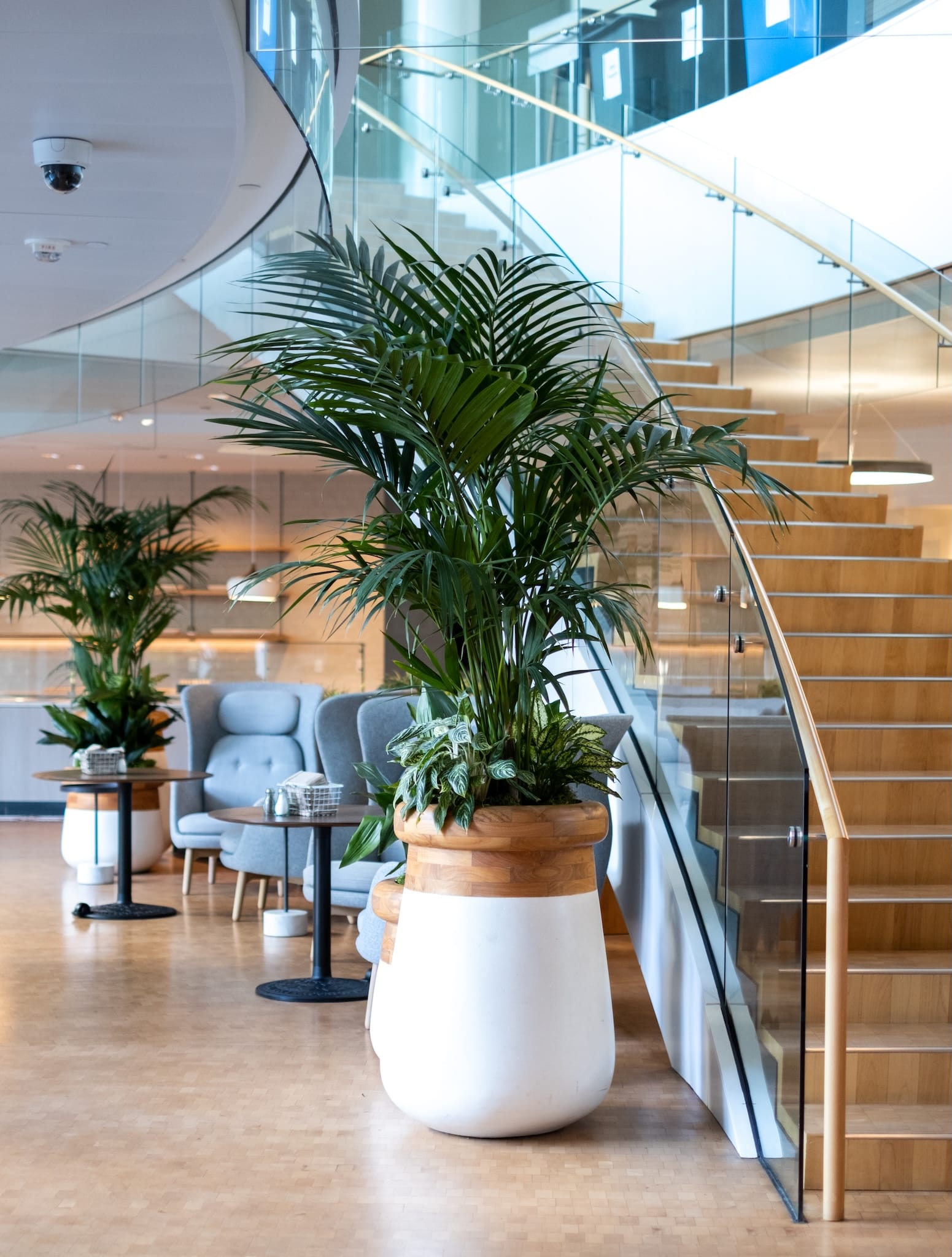 Sculptural white and wood planter with lush palms and foliage in a contemporary office lobby.