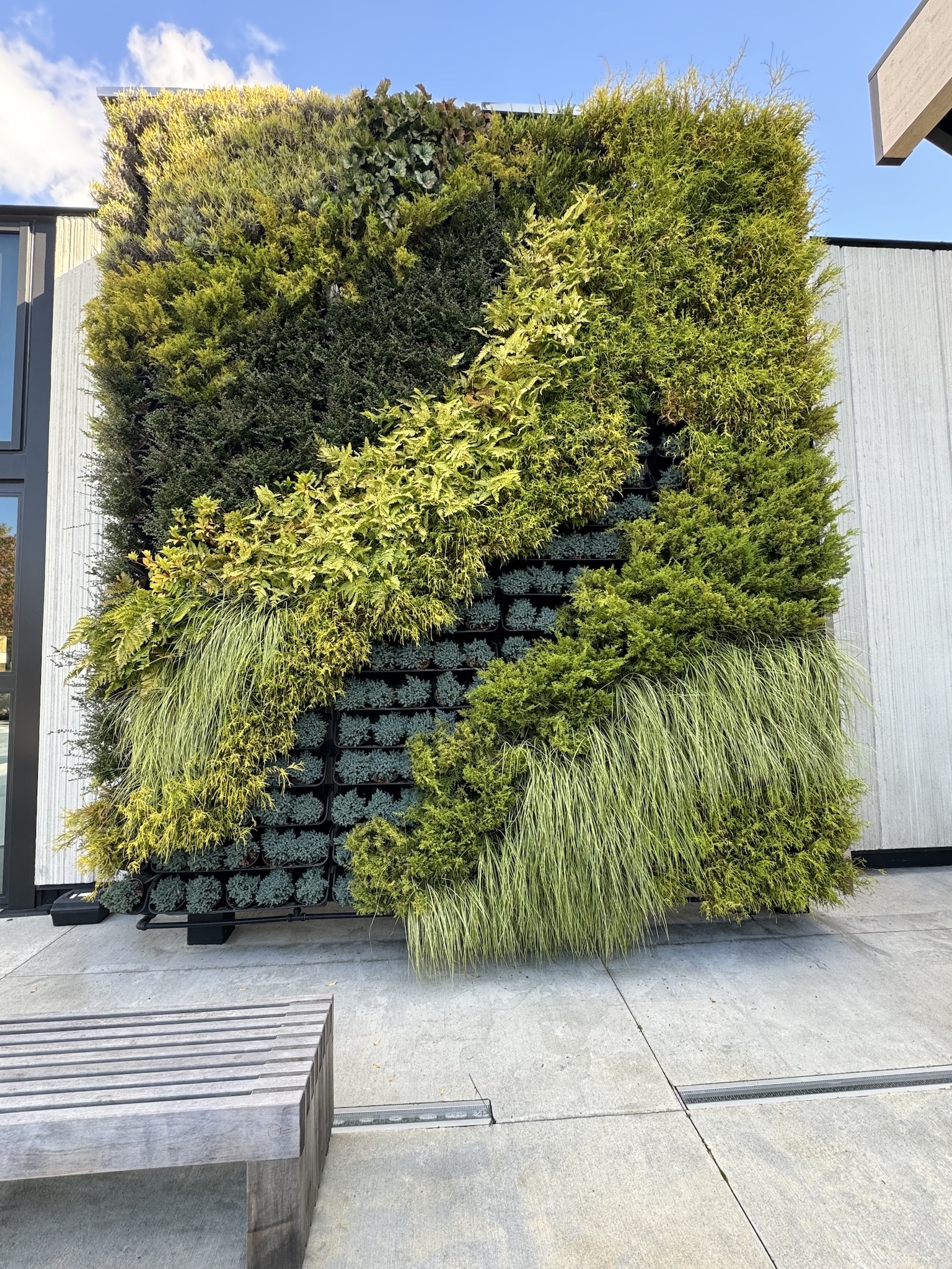 Outdoor vertical garden with bold texture variations including grasses, conifers, and fern patterns.