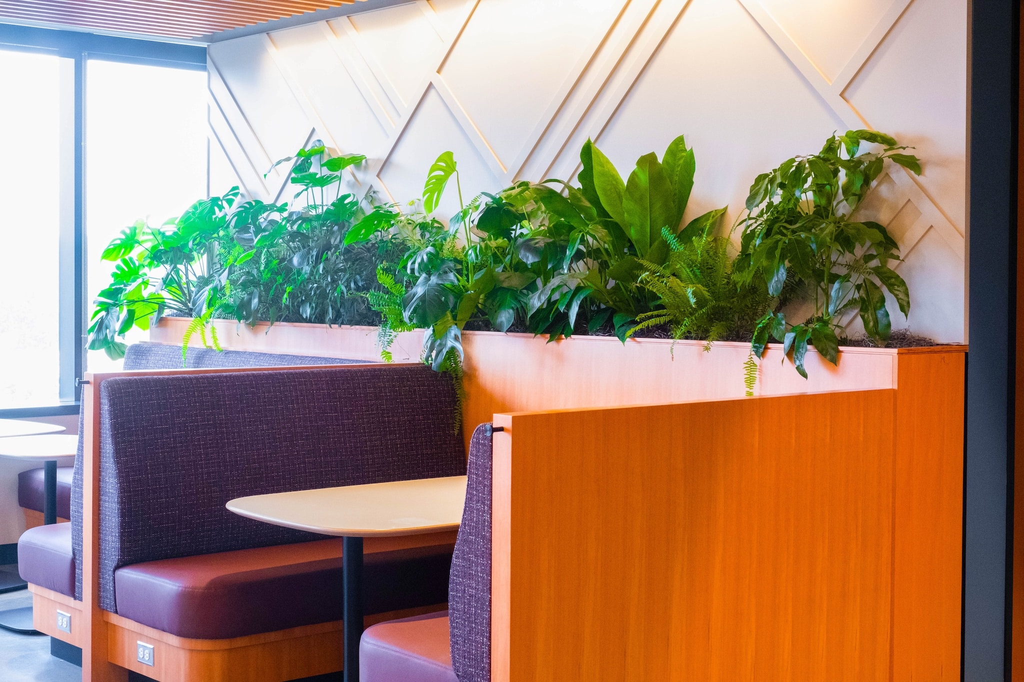 An office area featuring comfortable banquette seating, complemented by a row of lush green plants in planters, creating a welcoming and natural ambiance.