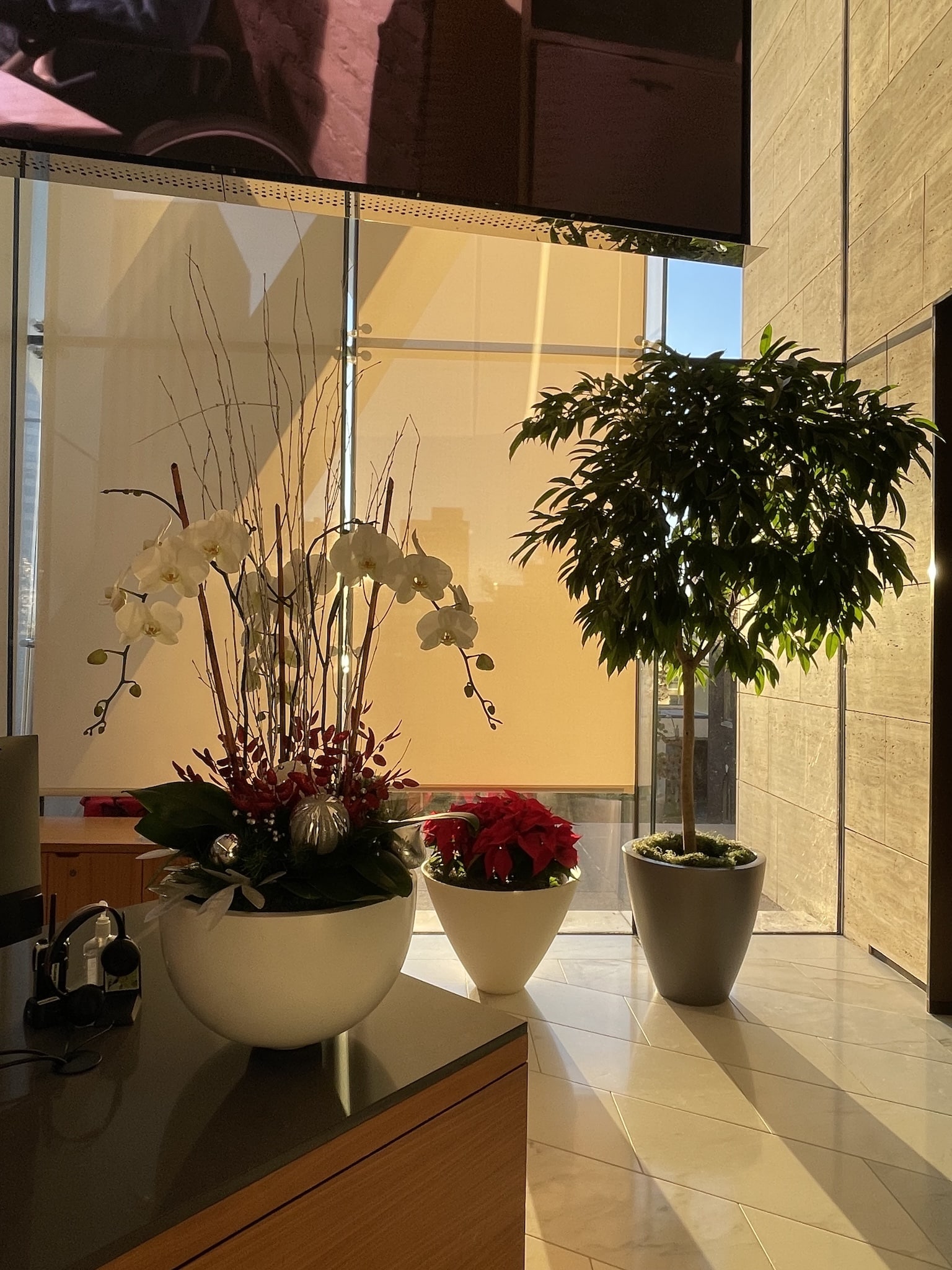 White orchid and berry holiday arrangement in office reception