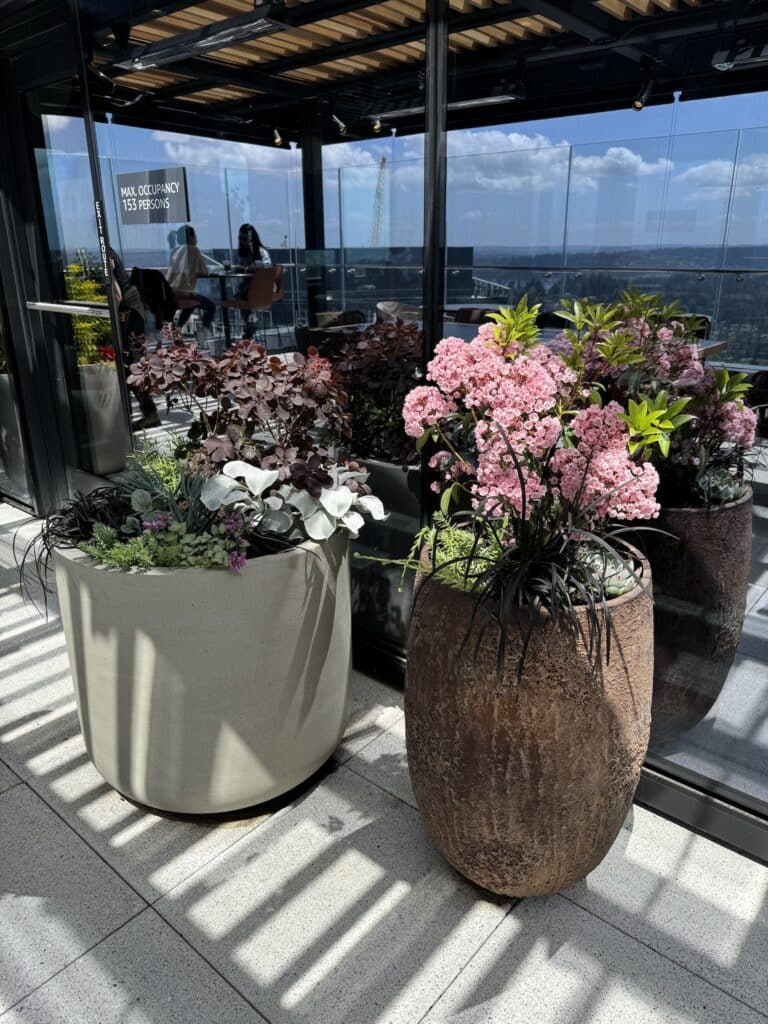 Pink flowering shrubs and smokebush in textural planters on an upscale rooftop terrace.