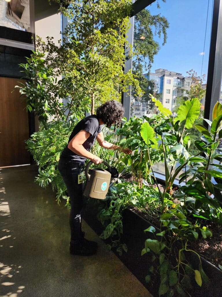 indoor plant technician watering lush green planter by large windows