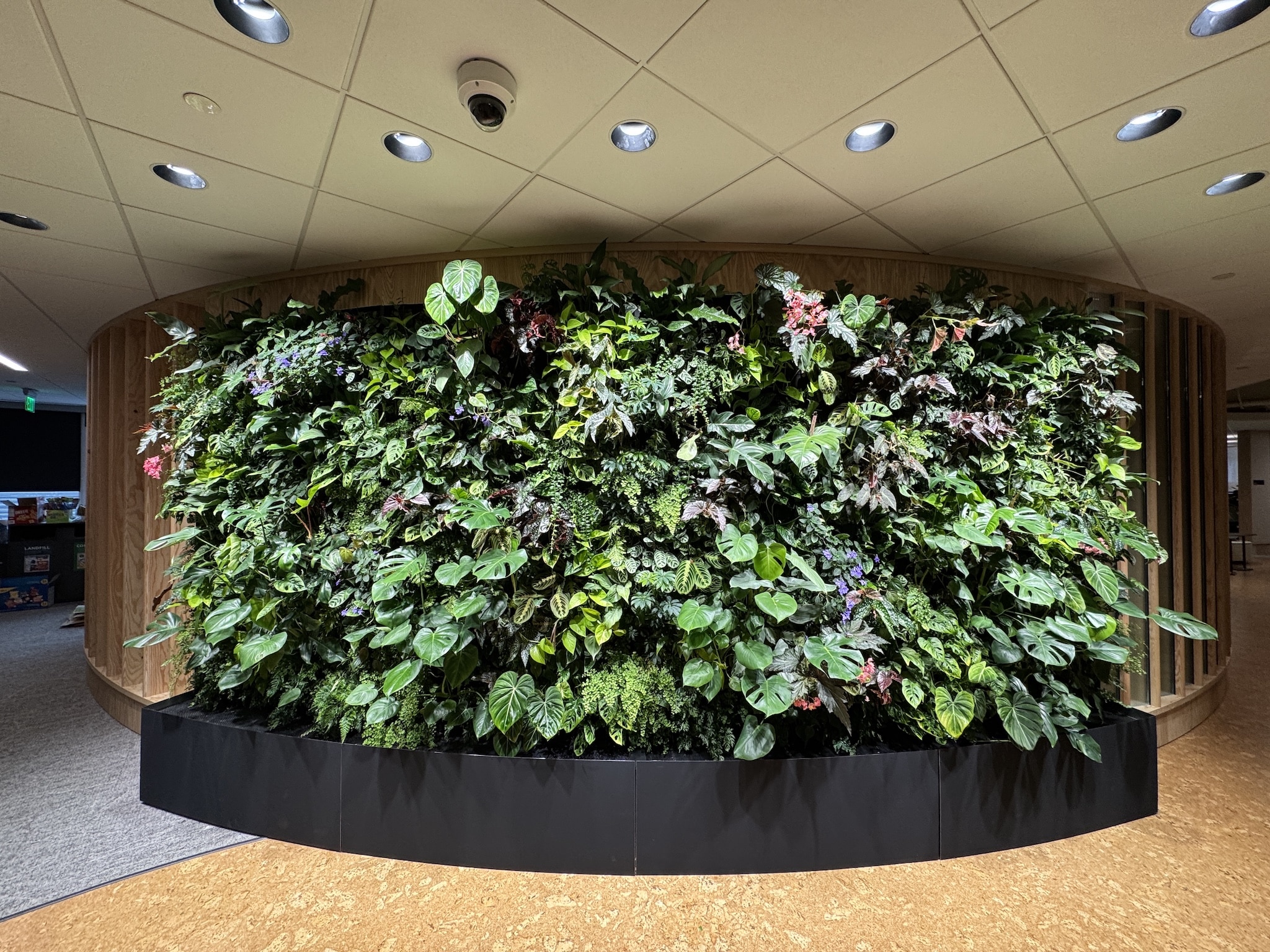 Curved indoor living wall with a vibrant mix of foliage in an office setting