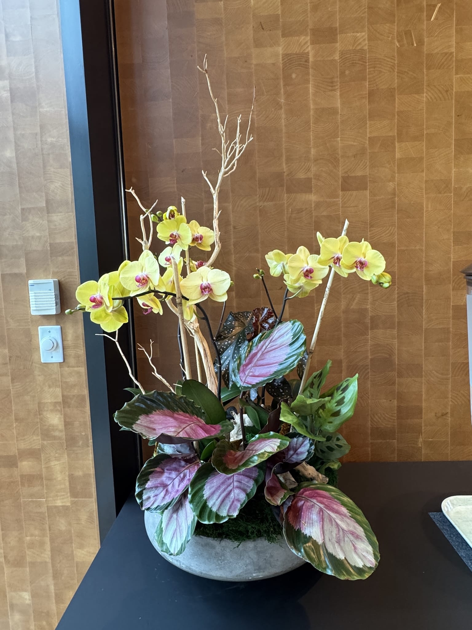 Indoor arrangement with yellow orchids and variegated calathea in a large round bowl